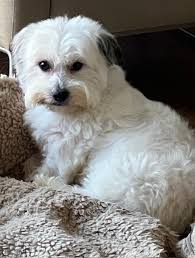 Hampton had his day at the spa and feels so much better for being nice and  clean . He was so happy and is just the sweetest little boy , just a