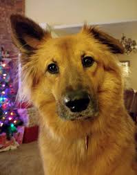 Eevee The Chow Chow German Shepherd Mix Dogperday Cute Puppy Pictures Dog Photos Cute Videos Holistic Pet Care The german shepherd golden retriever mix is smart and protective, but is it the right pup for you?