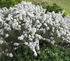 Image result for Eriospermum roseum