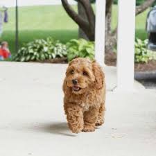 Cockapoo puppies for sale ready springtime 2021. Cockapoo Puppy Love Tbt To My First Day Home What A Fun Day Cockapoo Puppies Dog Lovers Cockapoo
