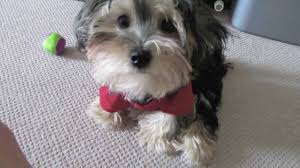 Adorable Morkie Maltese Yorkshire Terrier Morkie Yorkshire Terrier Morkie Adult