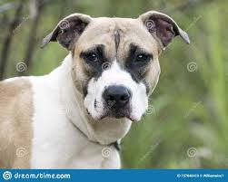 She is exactly what you need to brighten your. Boxer Puppies For Adoption The Y Guide