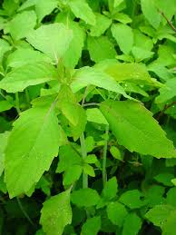 Image result for Balsaminaceae