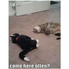 Are you searching for the funniest caturday meme on the internet right now? 22 Caturday Memes That Will Start Your Weekend The Right Way Funny Gallery