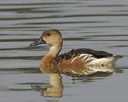 #wanderingwhistlingduckqld #birdingbyvenuslopez #wildlifeaustraliabyvenuslopezwandering whistling duck in their natural habitat with relaxing, natural noise. Datei Wandering Whistling Duck Jpg Wikipedia