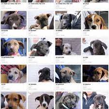Maybe you would like to learn more about one of these? Pawsafe Animal Rescue Pet Adoption 110 Sandy Beach Rd Ellington Ct