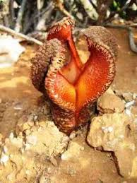 Image result for Hydnora