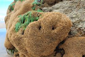 Image result for Tinnea apiculata