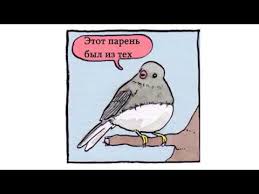 Annoyed Bird Know Your Meme