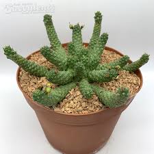 Image result for Euphorbia corniculata