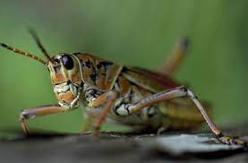 We did not find results for: Monster Grasshoppers Swarm Everglades Orlando Sentinel