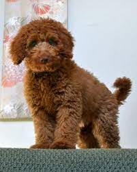 Please Like Us Labradoodle Labradoodle Puppy Labradoodle Breeders