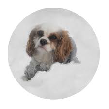 They are great with him.���. Newington Pet Spa