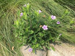 Image result for Vandellia humilis