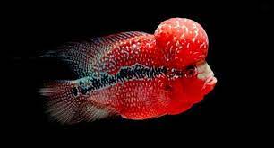 Gambar latar dan templat powerpoint (ppt) ikan untuk presentasi anda. 19 Ide Louhan Ikan Ikan Akuarium Cichlids