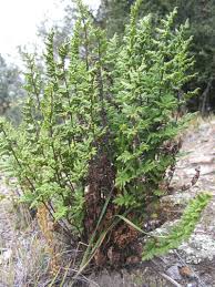 Image result for Cheilanthes