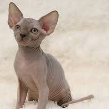 Search through thousands of cats for sale and kittens for sale adverts near me in the usa and europe at animalssale.com. Baby Hairless Cat For Sale Near Me Hairless Cats For Sale Baby Hairless Cat Sphynx Cat