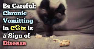 Small versus large intestinal diarrhea in cats. Chronic Vomiting In Cats A Sign Of Serious Disease