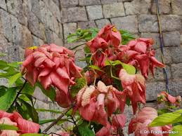 Image result for Mussaenda
