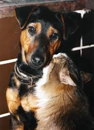 We did not find results for: Dog Cat Pet Grooming Elk Rapids Williamsburg All Of Northern Michigan