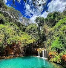 Image result for Oliverella rubroviridis