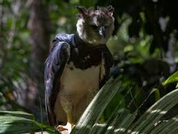 Animal rehabilitation & rainforest conservation. List Of Amazon Rainforest Animals Endangered Wildlife
