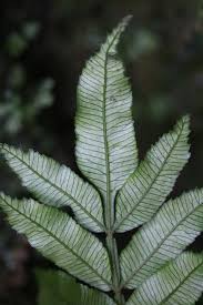 Image result for Lomariopsidaceae