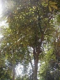 Image result for Buchholzia