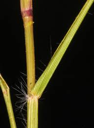 Image result for Eragrostis membranacea
