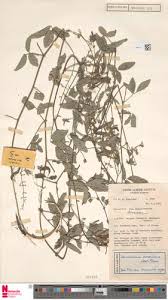 Image result for Desmodium scorpiurus