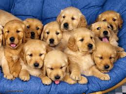 Cute golden retriever puppies photos. Images Of Cute Golden Retriever Puppies Novocom Top