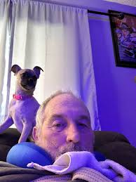 Halo's DNA results show 62.5% Chihuahua and 37.5% other breeds