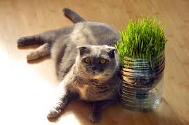 We highly recommend you source your seed from a reputable feed, fodder or seed wholesaler. How To Grow Cat Grass Indoors Ontario Spca And Humane Society