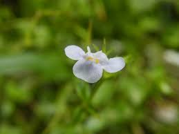 Image result for Hartliella