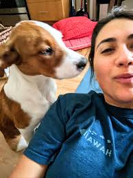 Roommate wanted in northwest Portland for October/November, dog friendly