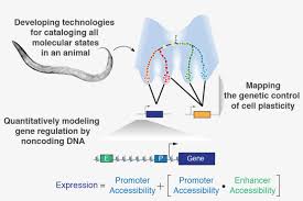 We did not find results for: Animal Cell Dna Located Png Animal Cell Dna Located Diagram Transparent Png 1280x791 Free Download On Nicepng