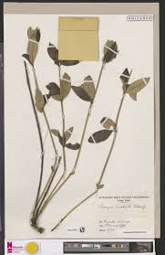 Image result for Fadogia cienkowskii