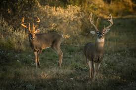 3 Common Deer Species In North America And How To Hunt Them