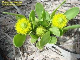Image result for Polygala friesii