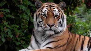 Siberian tigers mainly feed on deer, elk, moose, wild boar, and sometimes bears. Predator Or Prey Baamboozle