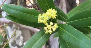 Image result for Lauraceae