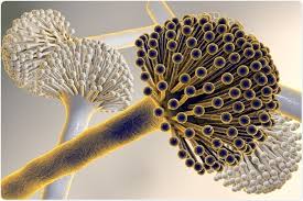 Image result for Asparagus aspergillus