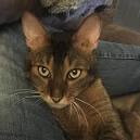 Jungle hybrid F1 and F2 (High Content ... - Hoobly Classifieds