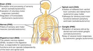 The organs of the cns are the brain (cerebrum, brainstem and cerebellum) and spinal cord. Basic Structure And Function Of The Nervous System Anatomy And Physiology