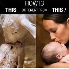 Can T Sera Difference Animal Rights Save Animals Vegan Animals