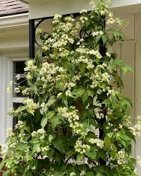 Image result for Clematis commutata