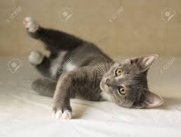 We did not find results for: Gray Kitten With Yellow Eyes And White Spots Down And Waving Stock Photo Picture And Royalty Free Image Image 21772380