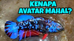 Sifatnya yang kejam ini tampak bertolak belakang dengan warna tubuhnya. Fakta Kenapa Jenis Avatar Mahal Youtube