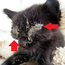 hayat kurtaran kedi gozu damlasi tobrased ve tobsin