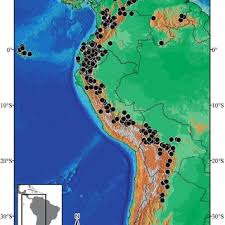 Image result for Megalastrum lanuginosum